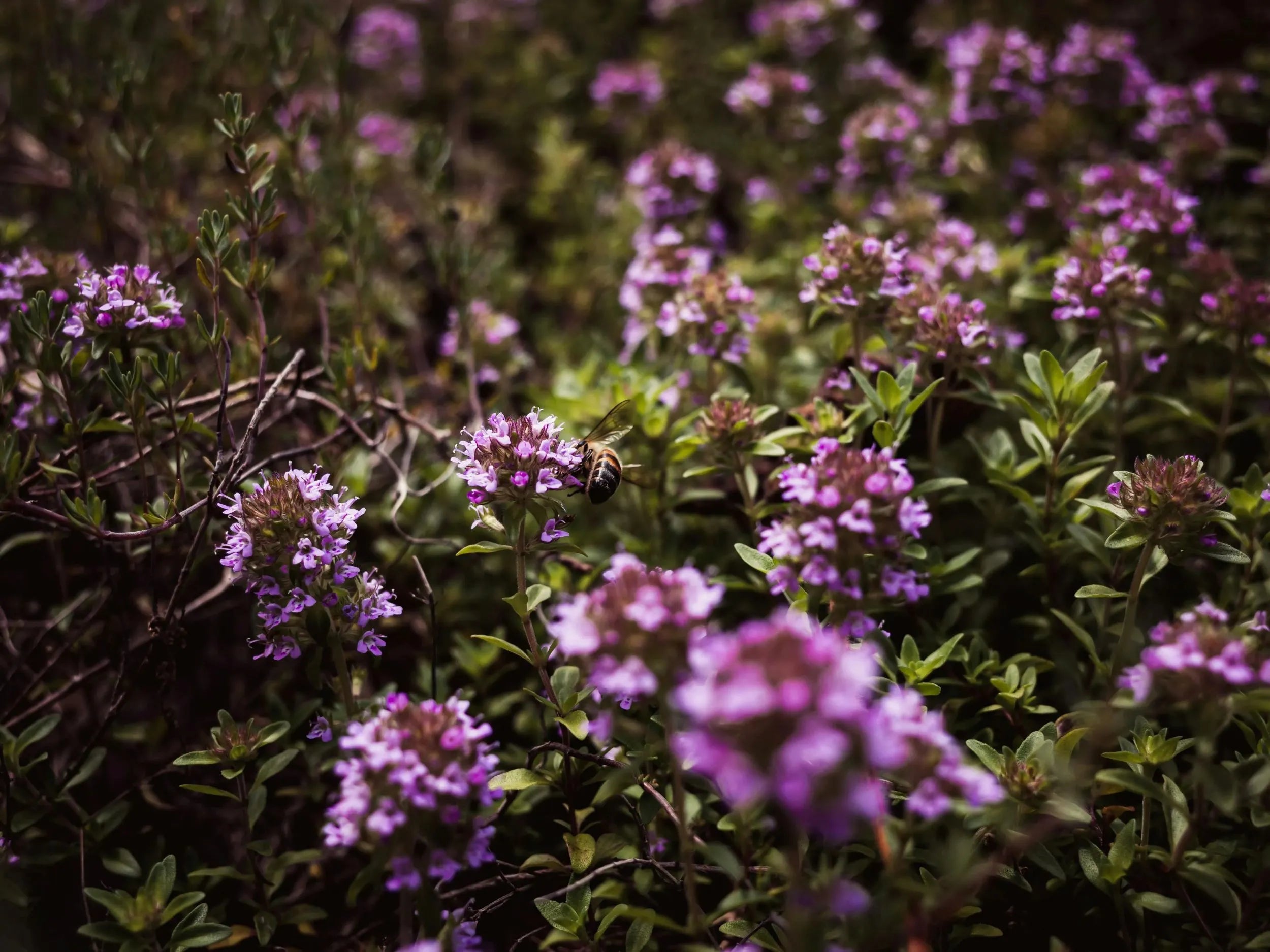 Gros plan sur une abeille récoltant du nectar sur les petites fleurs violettes d'un massif de thym commun (Thymus vulgaris) en pleine floraison. Image