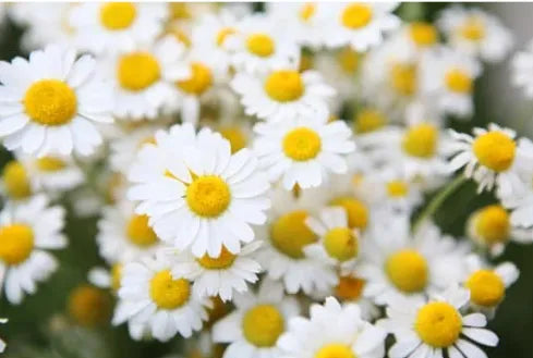 Tout savoir sur la camomille : histoire, bienfaits, usages, infusion, propriétés médicinales et écologiques. Une plante essentielle pour votre bien-être