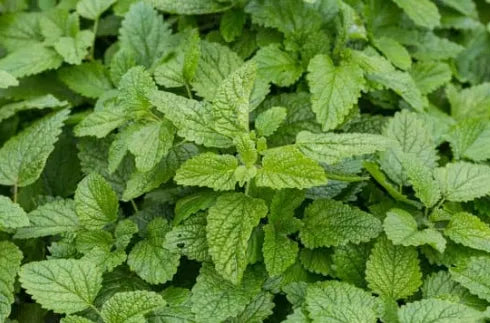 Feuilles de mélisse séchées prêtes à être infusées dans une tasse naturelle