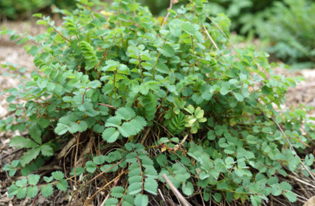 Pimprenelle – Histoire & herboristerie