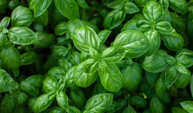 Gros plan sur un bouquet de feuilles de basilic vert, utilisé pour ses propriétés digestives et son arôme rafraîchissant en infusion.