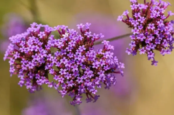 Tasse de tisane de verveine citronnelle entourée de fleurs fraîches, posée sur une table en bois à l’extérieur.