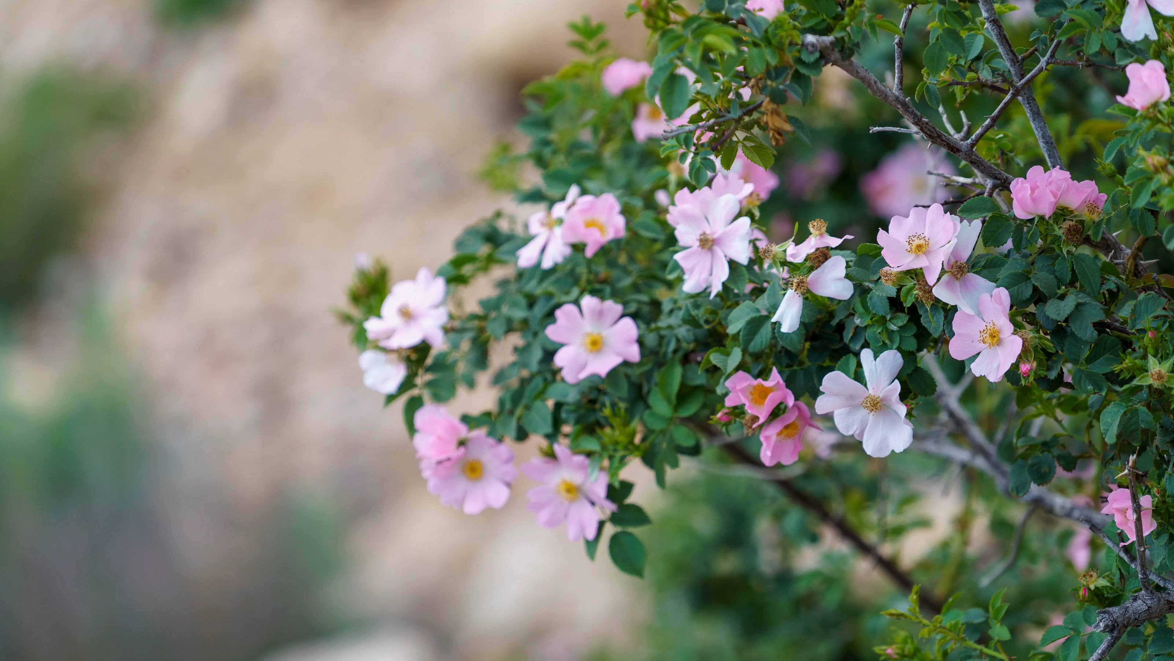 Découvrez les fleurs d'églantier : l'alternative sauvage et puissante pour la peau et l'immunité. Recettes, infusions et vertus de cette fleur "feel-good" Image