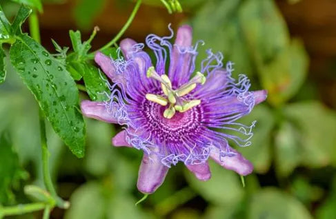 Fleurs de passiflore séchées pour infusion – Tisane & Cie