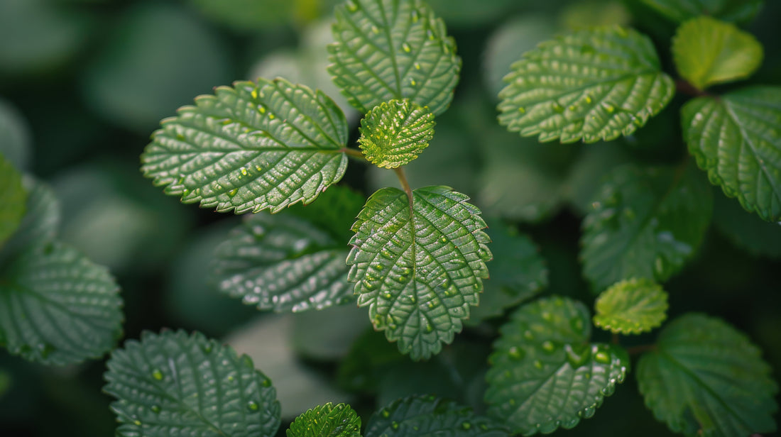 Mélisse officinale – Histoire & herboristerie