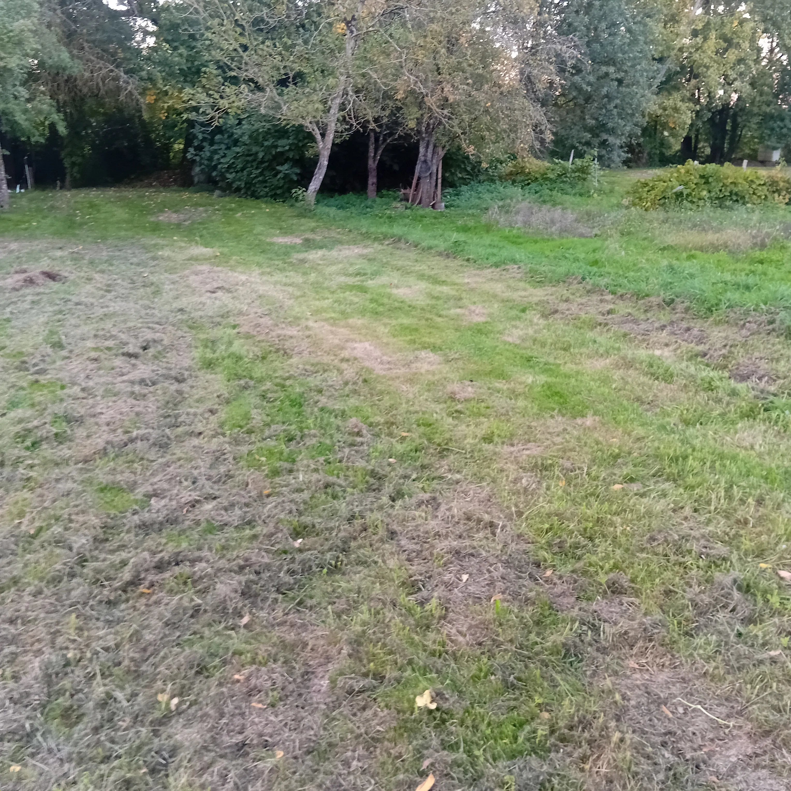 Gros plan sur une zone de pelouse tondue, montrant les brins d'herbe et quelques feuilles mortes au sol. La végétation forestière forme l'arrière-plan. Image