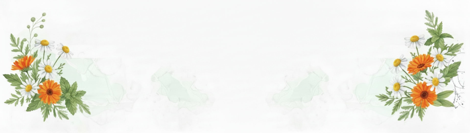 Illustration aquarelle douce et lumineuse d'arrangements floraux aux extrémités gauche et droite, comportant des fleurs de camomille blanches, des fleurs de calendula orange, des feuilles de menthe verte et une coccinelle rouge, sur un fond blanc avec de légères touches verdâtres. Il n'y a pas de papillon