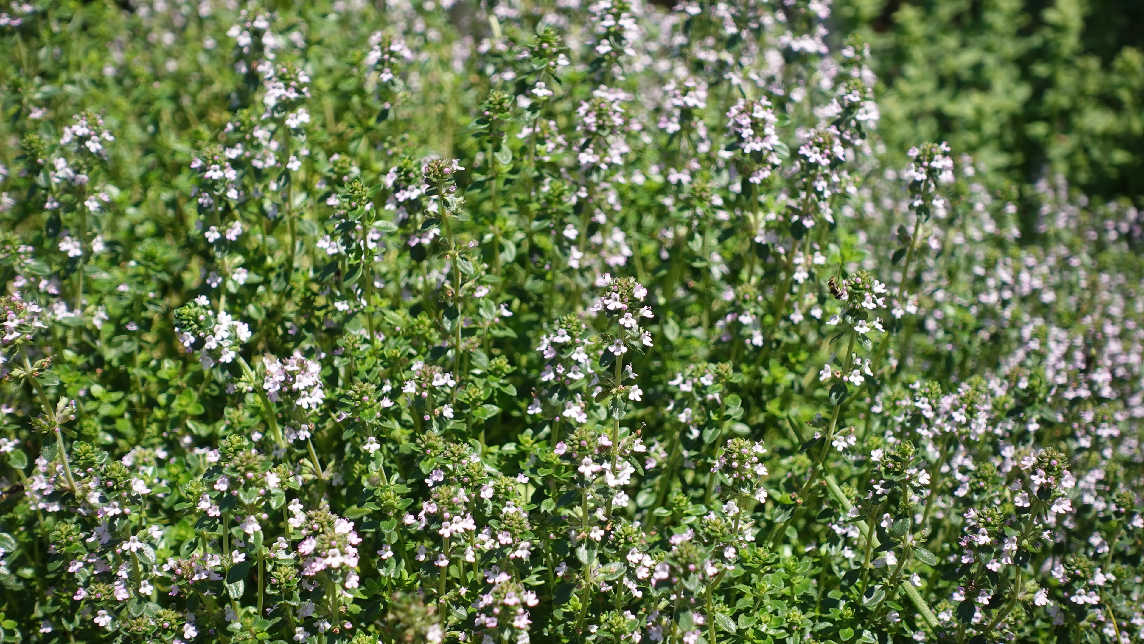 Vue large d'un champ dense de thym (Thymus vulgaris) en fleurs, montrant de nombreuses petites fleurs blanches et roses pâles. Image