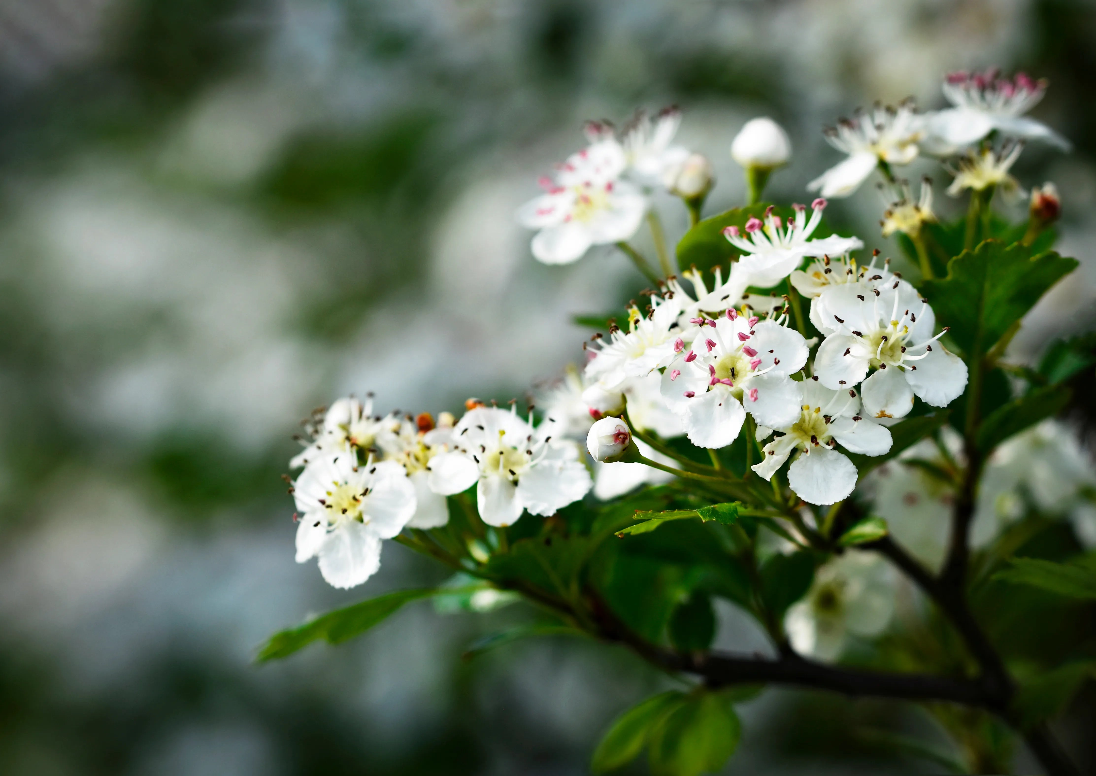 Gros plan d'une grappe de petites fleurs blanches d'aubépine avec des centres roses et rouges, sur un fond vert flou.