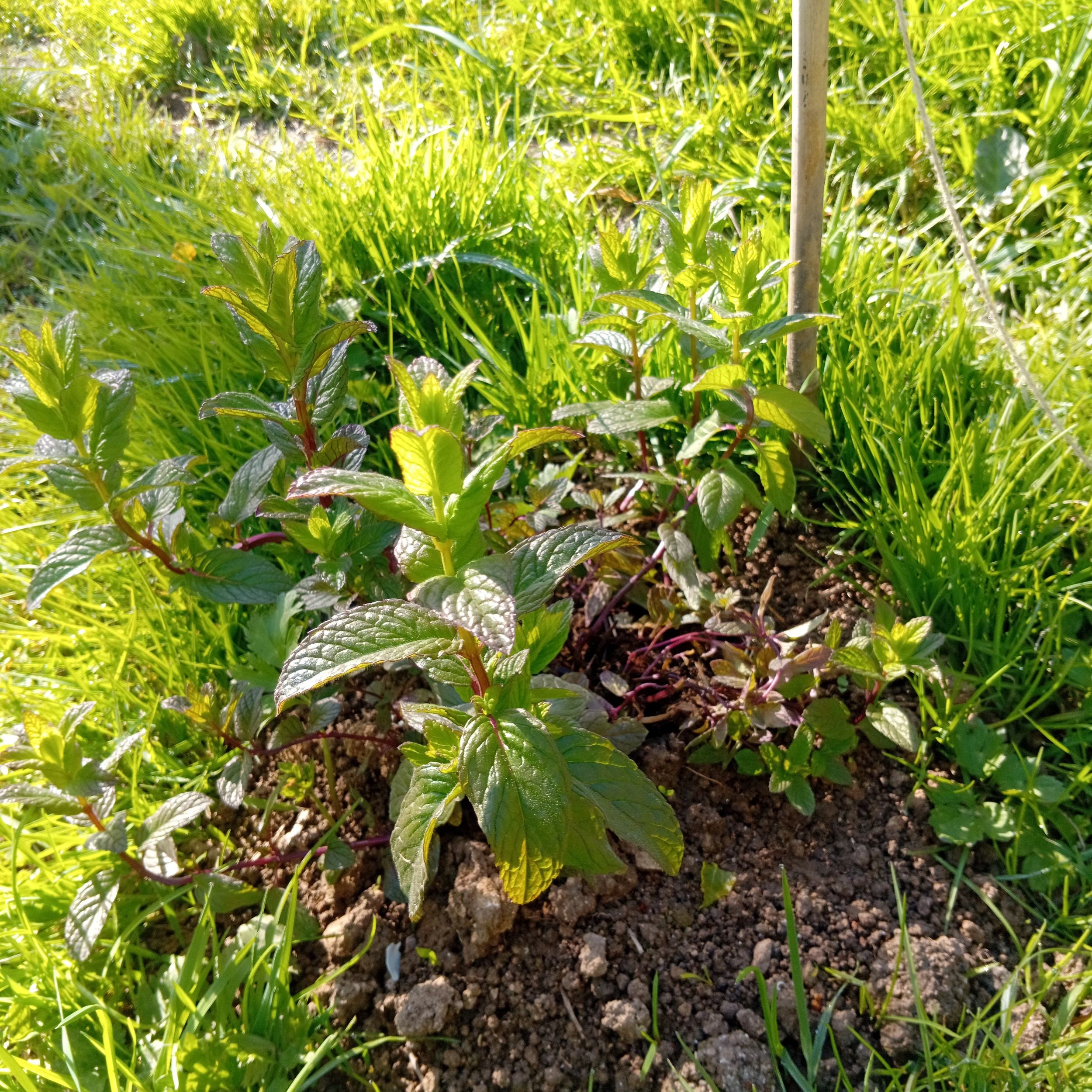 Vue rapprochée d'un jeune plant de menthe poivrée cultivé en pleine terre au jardin. On distingue ses tiges rougeâtres et ses feuilles vertes gaufrées, prêtes pour la récolte. Idéal pour des infusions digestives et rafraîchissantes. Culture naturelle et locale par Tisane et Cie en Charente. Image