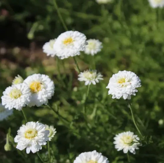 Culture artisanale en Charente : gros plan sur nos jeunes plants de Chamaemelum nobile 'Plena', la précieuse camomille romaine à fleur double, sélectionnée pour sa douceur exceptionnelle et son parfum de pomme verte sans amertume Image