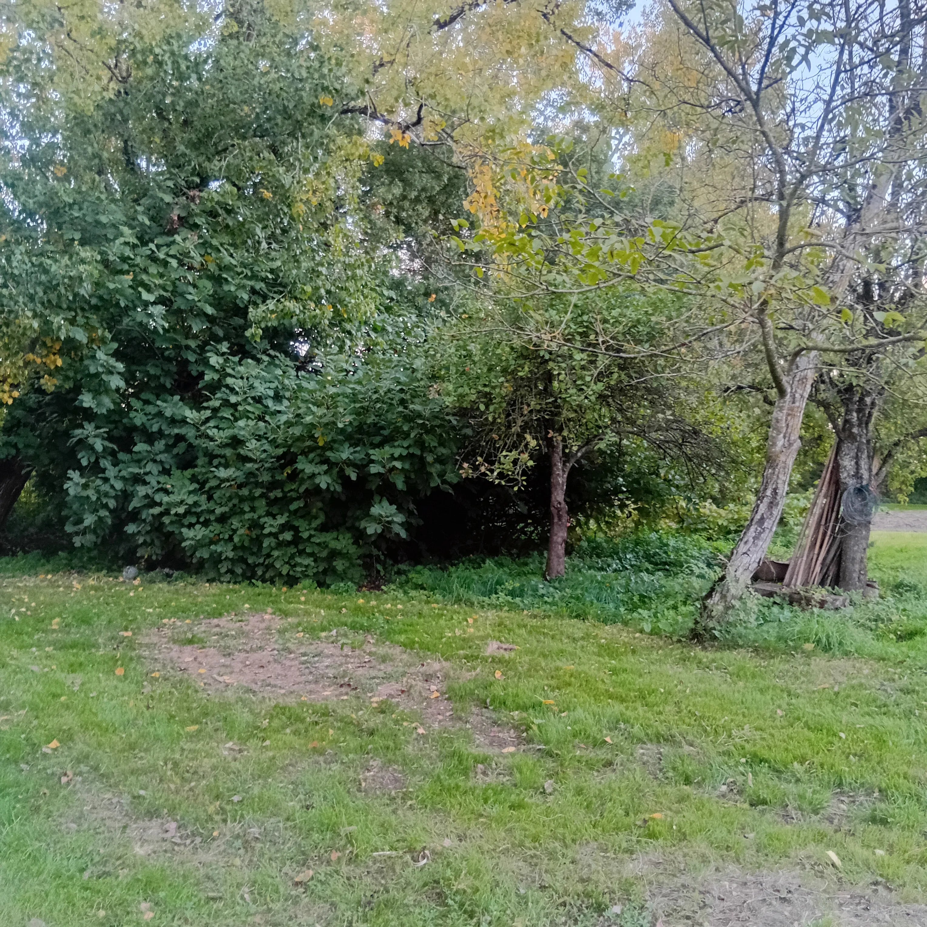 Vue d'ensemble d'une grande zone de pelouse fraîchement tondue, avec des traces d'herbe coupée au premier plan, devant un alignement d'arbres et de buissons à l'arrière-plan. Image