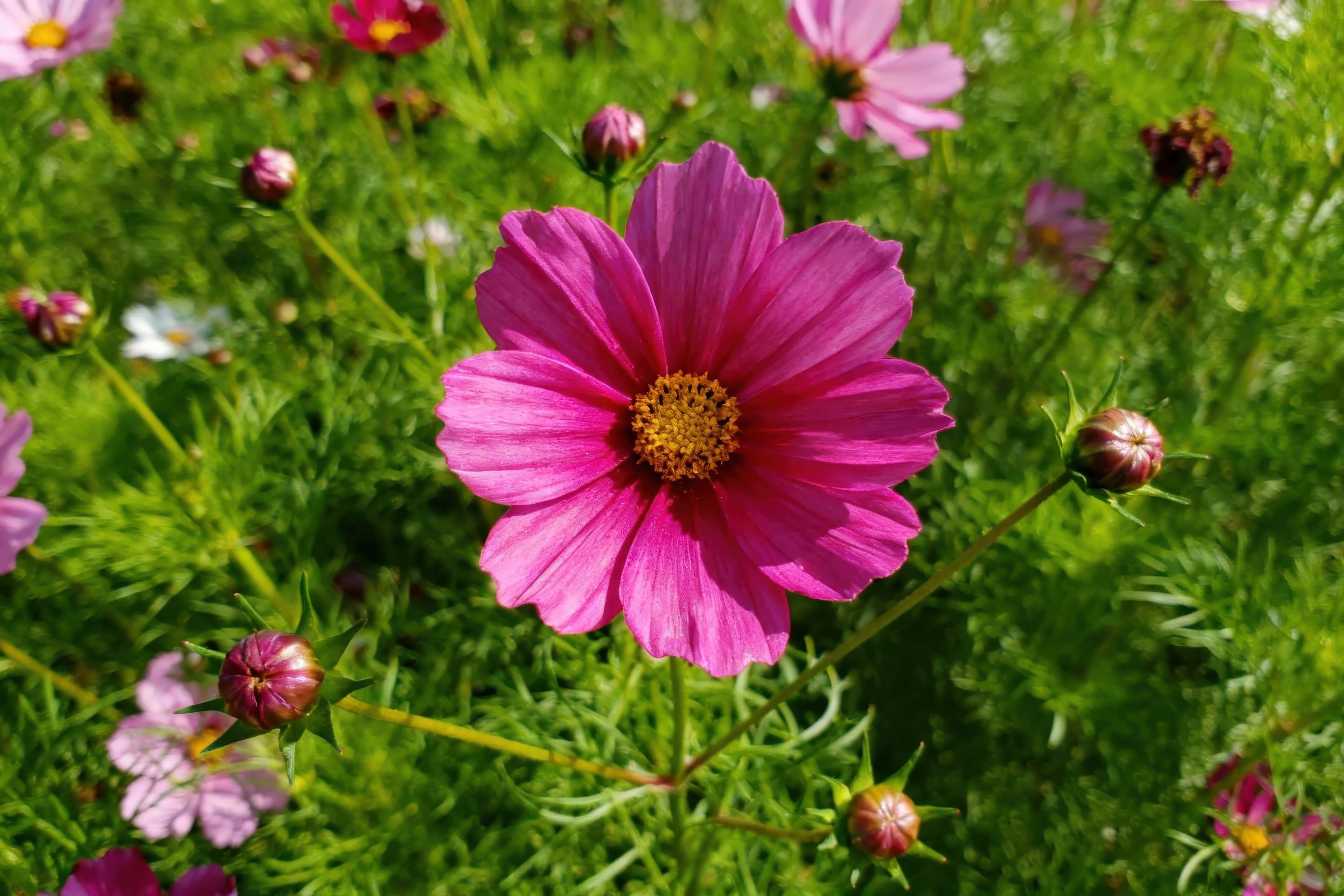 Gros plan d'une fleur de cosmos rose vif avec un cœur jaune, entourée de boutons floraux dans un jardin ensoleillé pour infusion naturelle Image