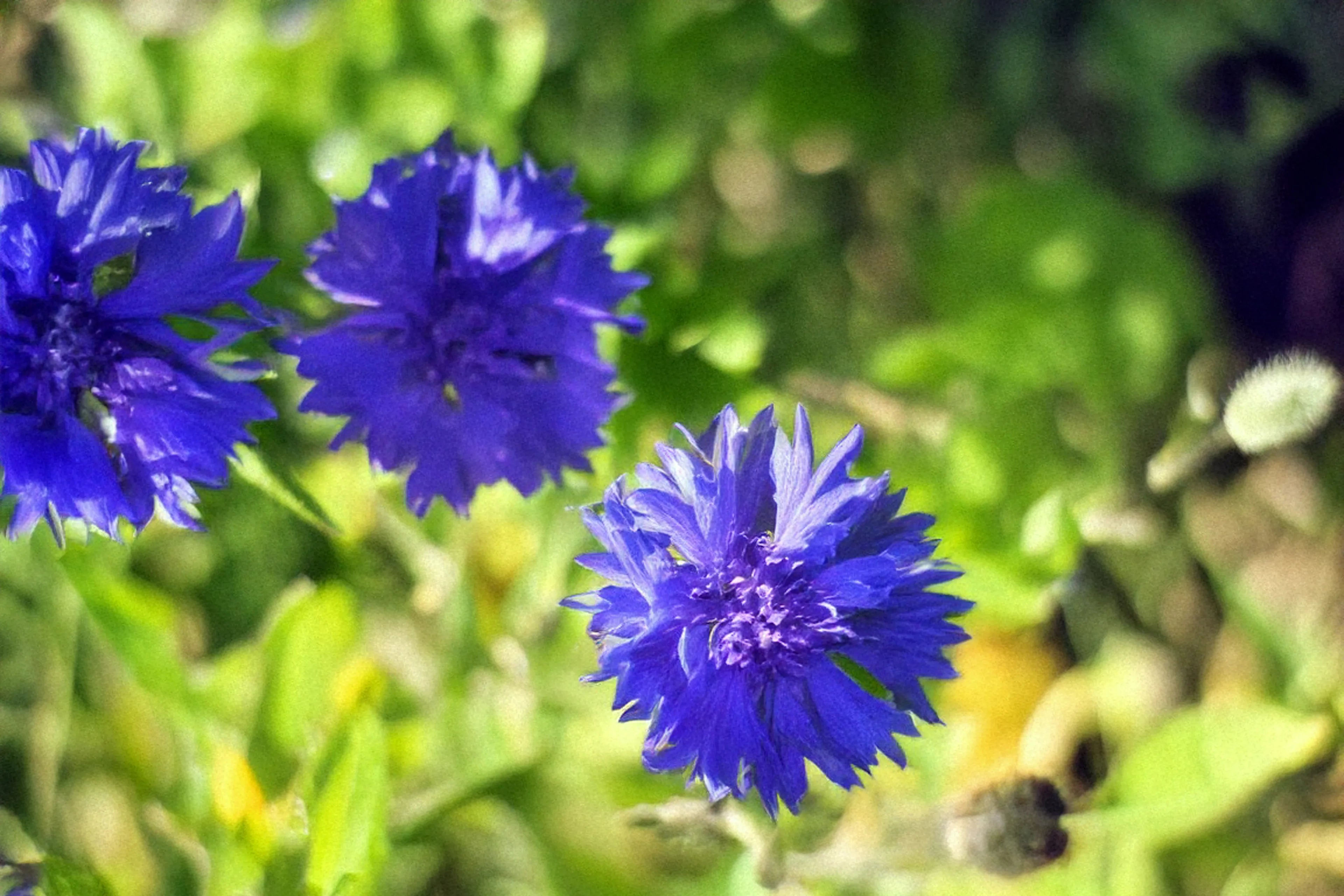 Trois fleurs de bleuet d'un bleu intense s'épanouissant dans un champ, ingrédient classique pour colorer et apaiser les mélanges de tisanes artisanales Image
